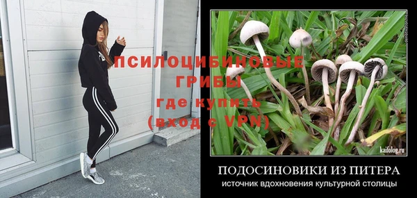 apvp Алзамай